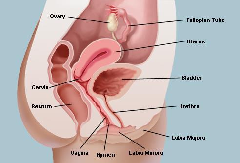 Functions of the female reproductive 3 Functions of the Vagina- Menstruation