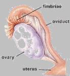 Structures of the female reproductive Fallopian tubes Also known as