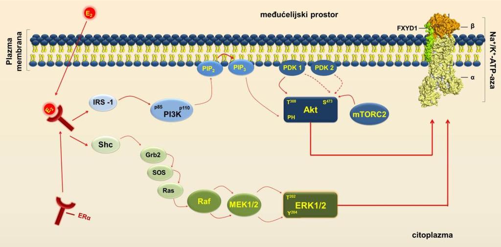 1. UVOD su da dolazi do smanjenja aktivnosti Na + /K + -ATPaze, što ukazuje da su ERK1/2 uključene u signalni put regulacije Na + /K + -ATPaze (Isenovic i sar., 2004). Slika 3.