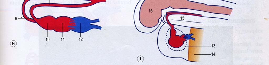 The sides(7) of the U-tube then fuse to produce the bulbus cordis(10), ventricle(11) and the atrium(12) as