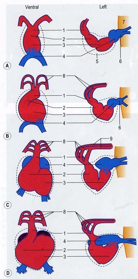 Segmentation of the cardiac tube and loop formation At first, the sinus venosus(6) and the atrium(4) are not enclosed within the pericardium cavity(5), but because the cardiac tube outgrows the