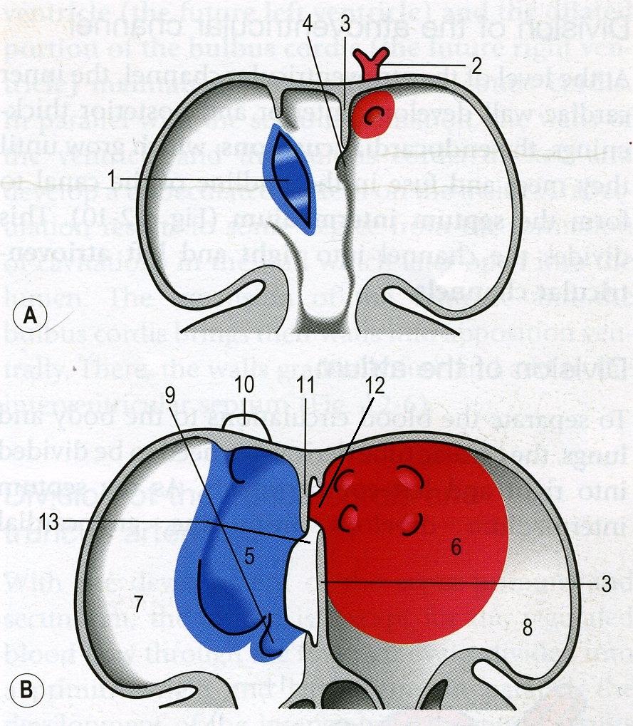 Division of inlet to the heart Modified from Hyttel et al (2010) * The right sinus horn(1,5) is incorporated into the right atrium(7), and also forms part of cranial(10) and caudal(9) vena cava.
