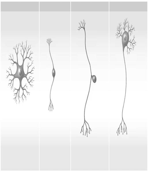 a Anaxonic neurons have more than two processes, and they are all dendrites. b Bipolar neurons have two processes separated by the cell body.