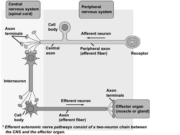 Functional Classification of Neurons Sensory neurons (afferent neurons) deliver information from exteroceptors, interoceptors, or proprioceptors to wards the CNS Somatic sensory neurons bring