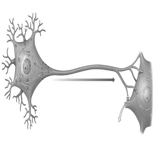 Figure 12-2a The Anatomy of a Multipolar Neuron. Neuron Anatomy Dendrites Perikaryon Nucleus Cell body or Soma Telodendria This color-coded figure shows the four general regions of a neuron.