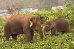 She also teaches the other female elephants how to take care of their young.