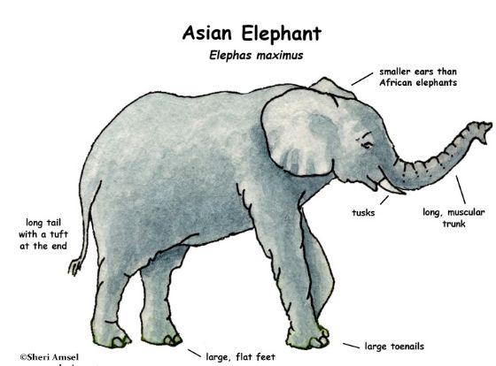 Classification My animal, the Asian ELephant is under the classification of a mammal, because it