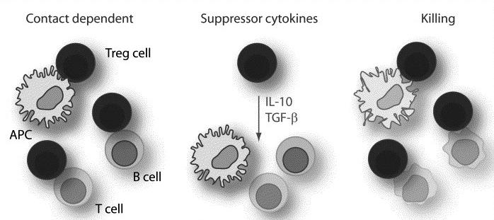 Types of regulatory T cells Regulatory T cells Naturally arising CD4+ CD25+ (ntreg) Peripheral CD4+ CD25+ Tregs (atreg) IL-10 secreting (Tr1) TGF-β secreting (Th3)