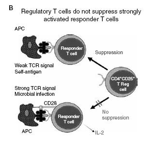 g., atreg and Tr1 cells) Multiple subsets reflect the importance of maintaining immune homeostasis and selftolerance under many different circumstances Shevach E Tregs
