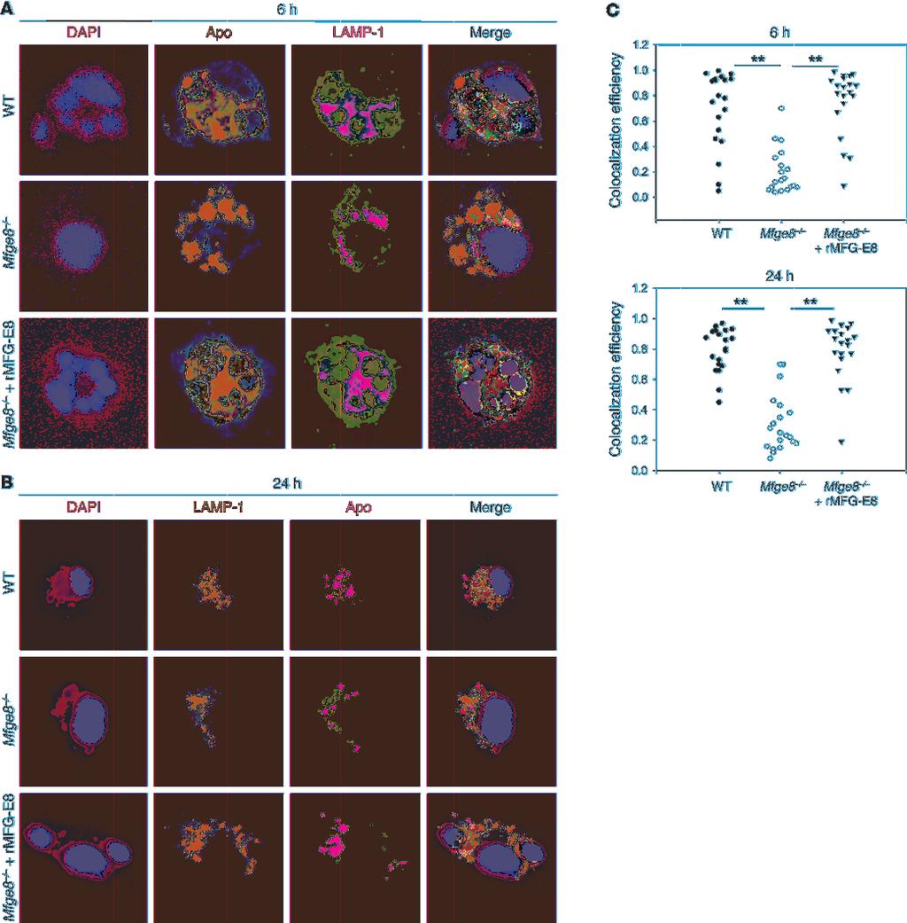 Figure 10 Phagosomes containing apoptotic cell fragments fail to mature in DCs from MFG-E8 deficient mice.