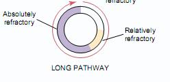 The impulse can continue to travel around a closed loop, causing re-entrant excitation if: the pathway around the circle is long (dilated hearts) the velocity of conduction decreases (blockage of the