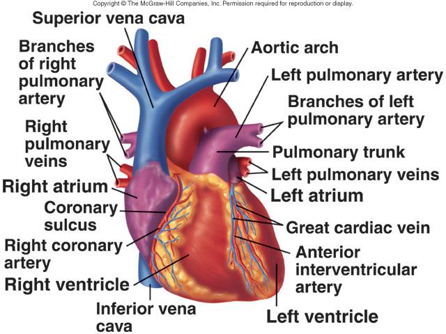 Heart: External Anatomy Four chambers 2 atria 2 ventricles Auricles Major