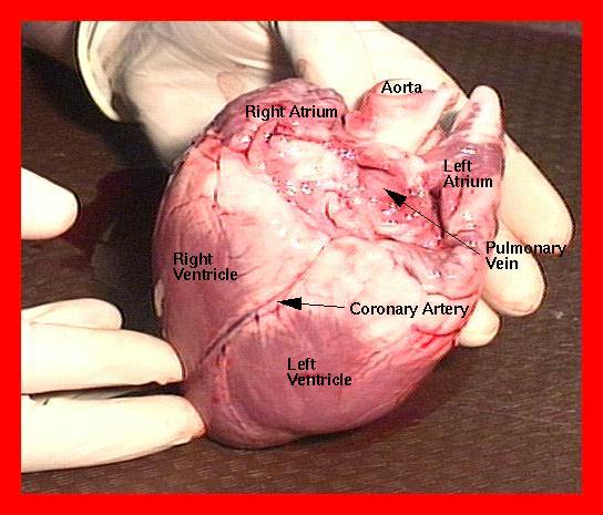 The Cardiovascular System Three Major Elements Heart, Blood Vessels, & Blood 1.