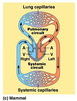 Circuits Pulmonary circuit The blood pathway between the right side of the heart, to the lungs, and back