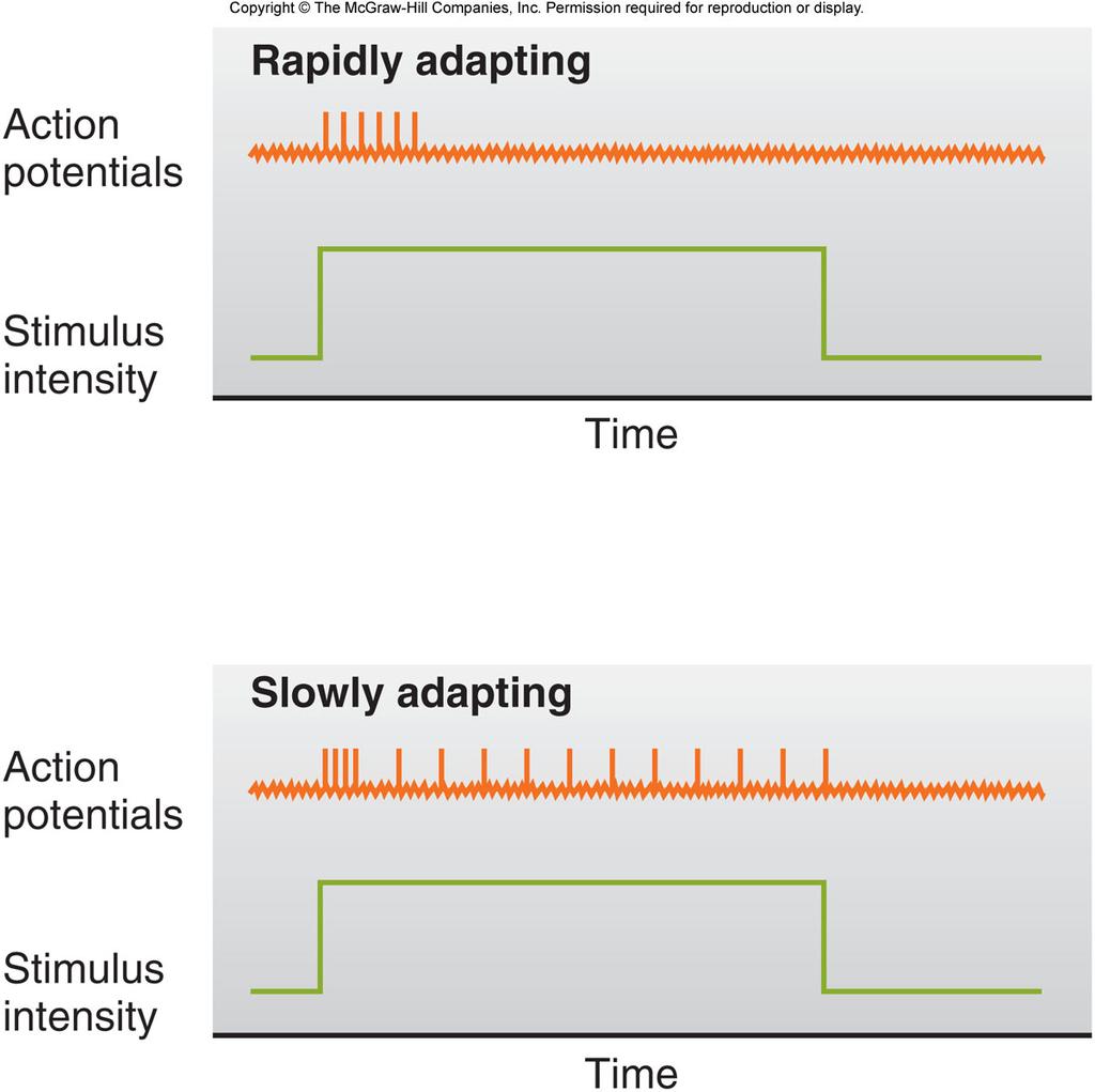 Stimulus Duration Rapid adaptation Phasic receptors Signal change Rapid fading of sensation on and off response