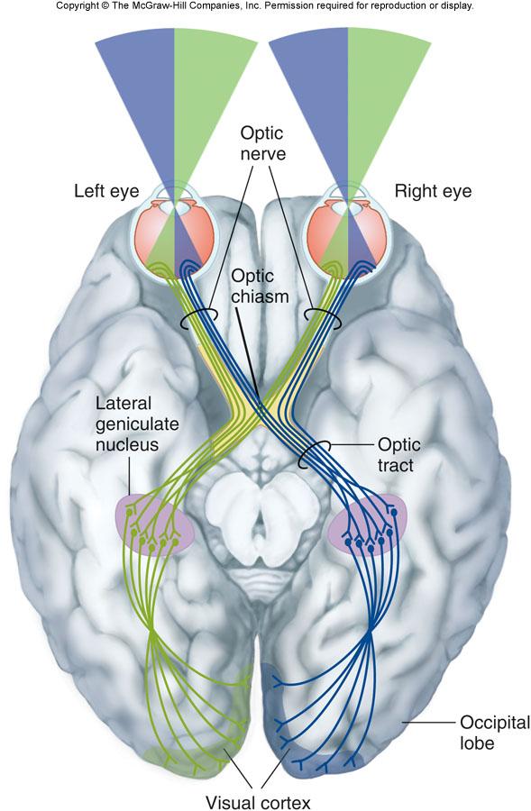 Neural Pathway of Vision Pathway: Optic