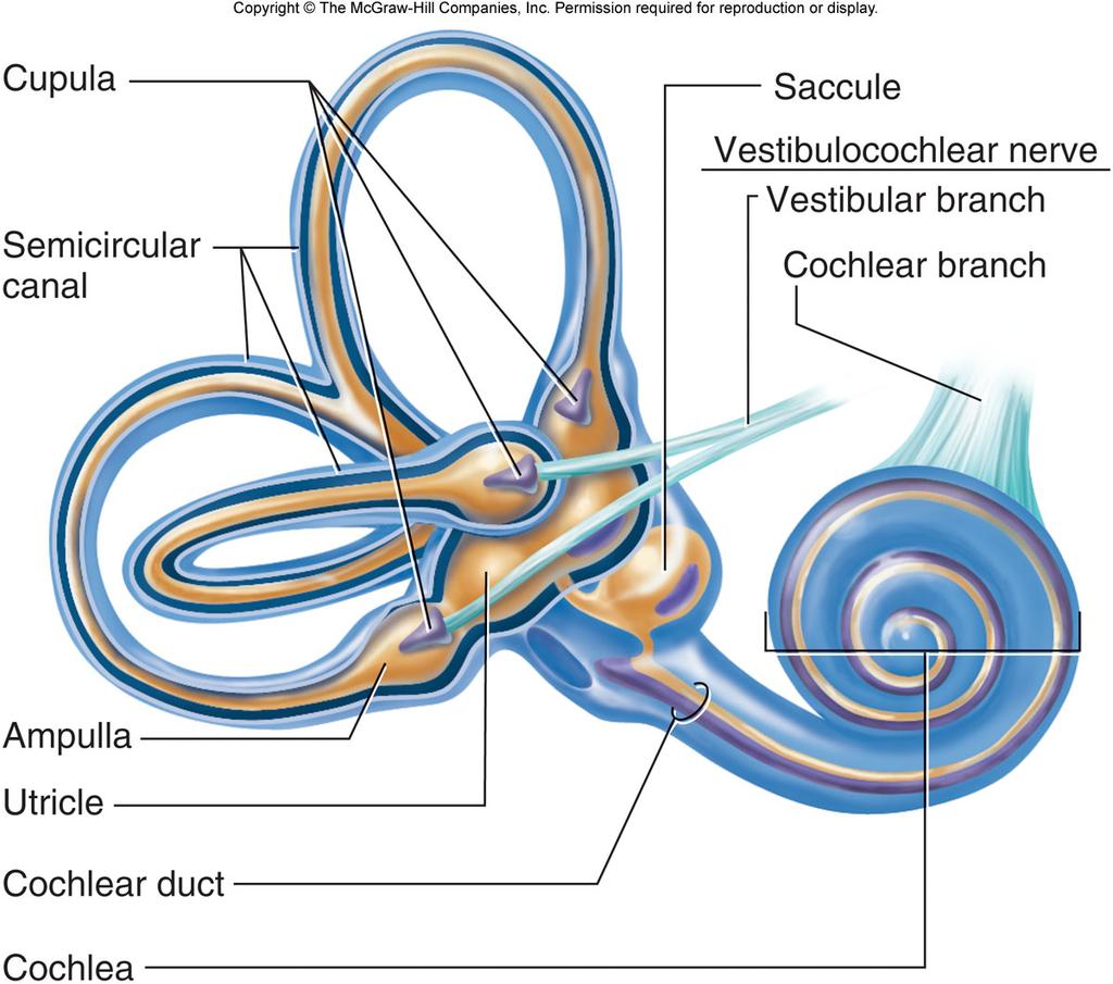 Vestibular System Vestibular