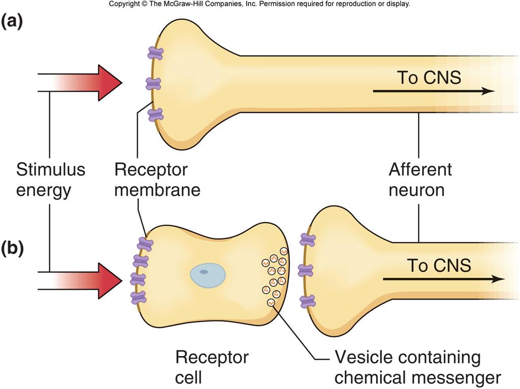 Receptor Potential Sensory transduction