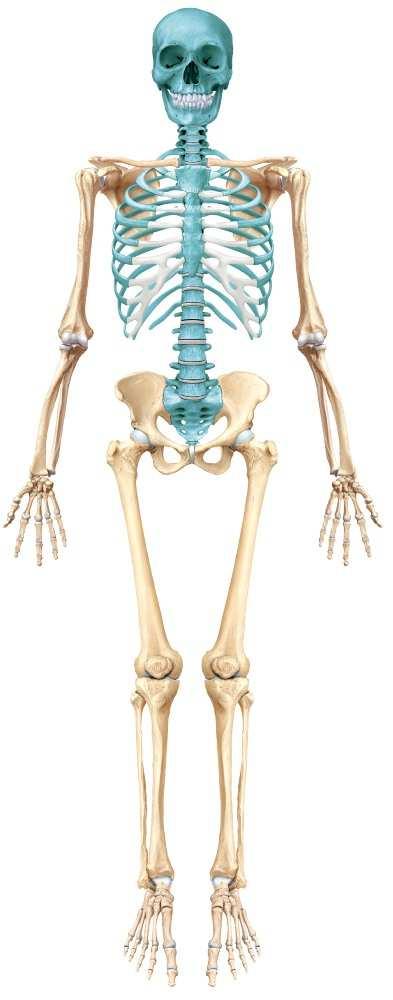 Appendicular Skeleton The 126 bones of the appendicular