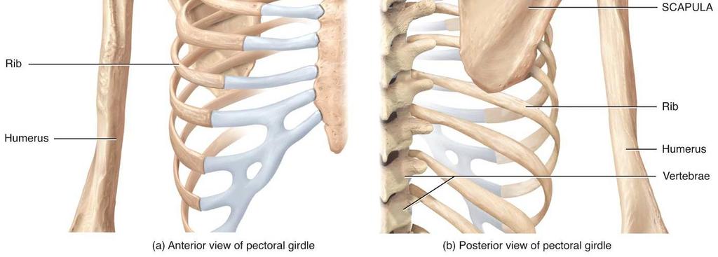 attach them to the axial skeleton).