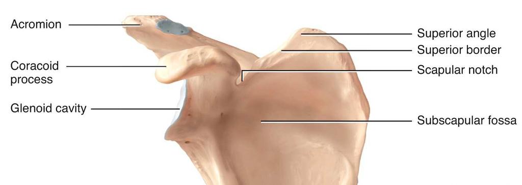 (acromial) end articulates with the acromion of the scapula.