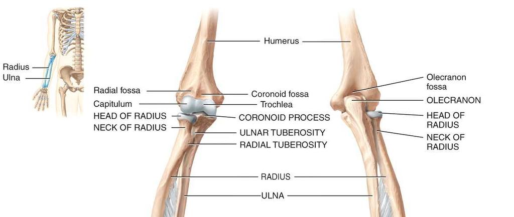 wraps around the trochlea of the humerus making up the elbow joint.