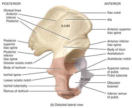 bones: the ilium, the ischium, and the pubis (pubic