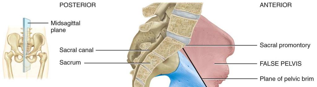 The acetabulum is composed of parts of all three of the bones that make up the hip bone.
