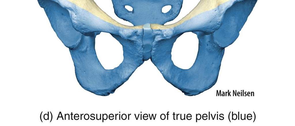 The bones of the male pelvis are