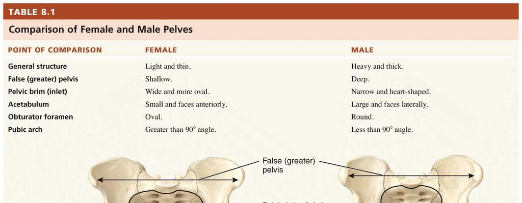 Differences in the female pelvis