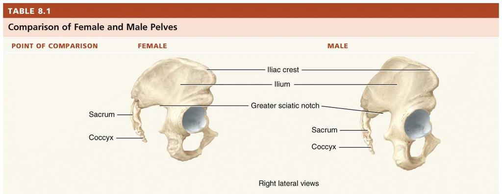 The femur (thighbone) is the