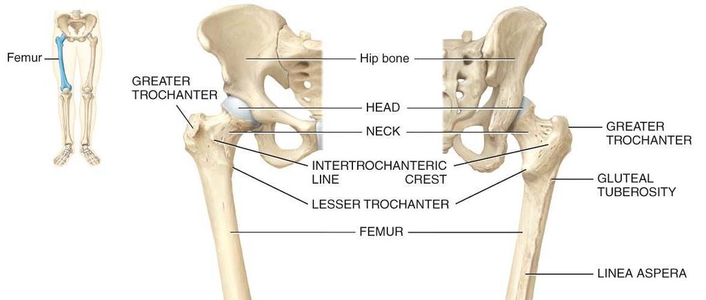 into the acetabulum of the hip