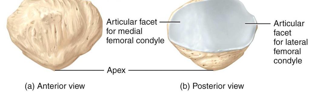The patella (kneecap) is a triangular bone that develops in the quadriceps tendon.
