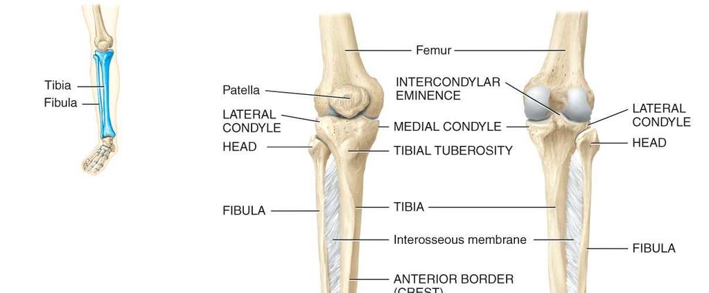 The lower leg consists of the tibia (shinbone) and the fibula.