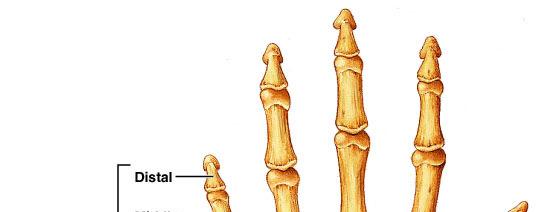 The Phalanges Each finger has a proximal, a