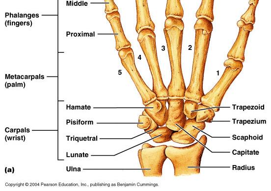 thumb, which has only a proximal and distal