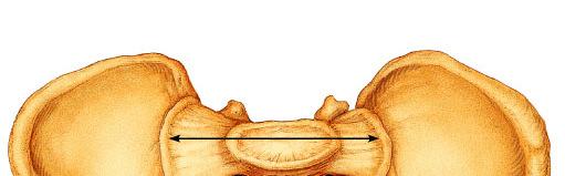 The Pelvic Girdles Each pelvic girdle consists