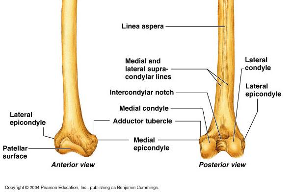 The angle of the femur distributes weight