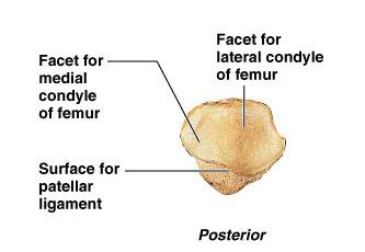 The anterior surface is much rougher than the posterior,