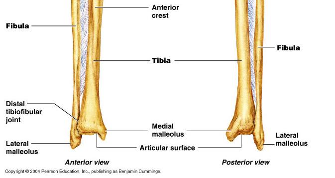 the bulges palpable on either side of the ankle.