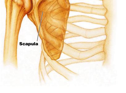 The clavicle and scapula together form the shoulder