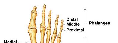 The Phalanges Each toe has a proximal, a middle,