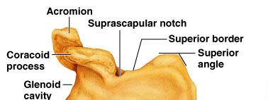The Scapula The suprascapular notch