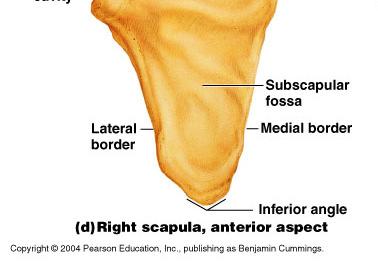 The subscapular fossa is a large
