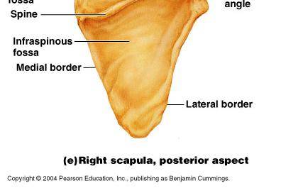 The spine divides the posterior surface of