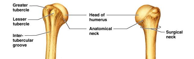 The humerus is the bone of the brachium.