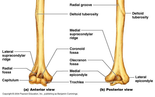 joint distally.