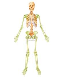 Exercise Science Section 2: The Skeletal System An Introduction to Health and Physical Education Ted Temertzoglou Paul Challen ISBN