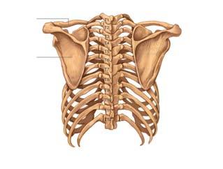 Thoracic Cage Posterior View Clavicle Scapula Left Scapula Anterior View Acromion