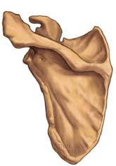 Left Scapula Posterior View Acromion process Coracoid process Scapular notch Superior angle Supraspinous fossa Glenoid cavity Infraglenoid tubercle Scapular spine Infraspinous fossa Lateral border